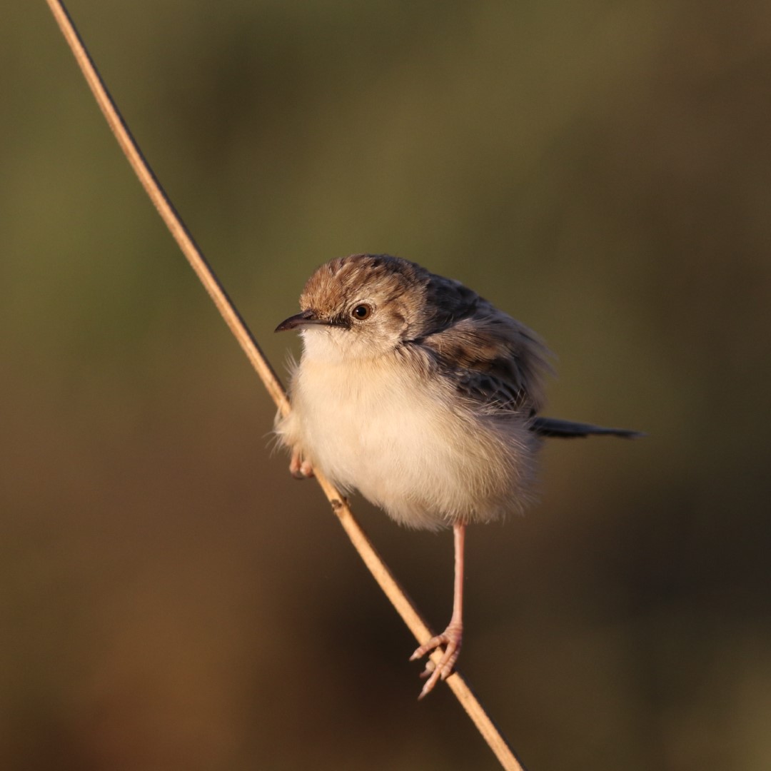 Winding Cisticola