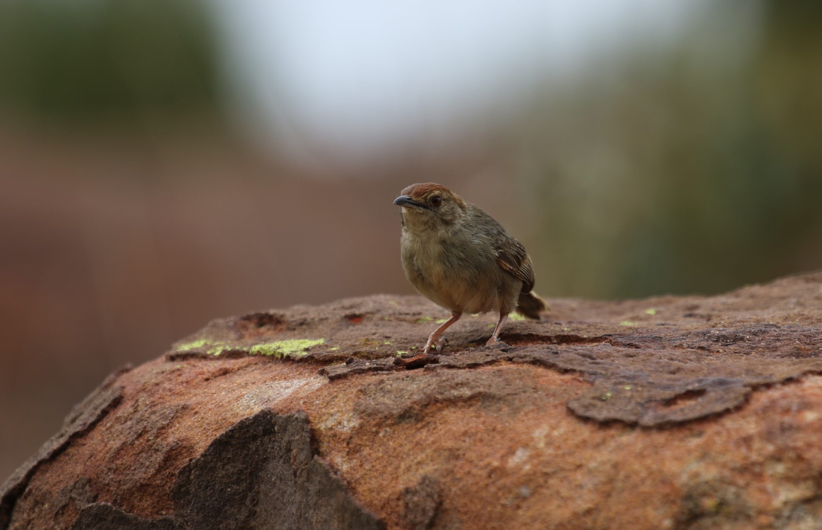 Winding Cisticola