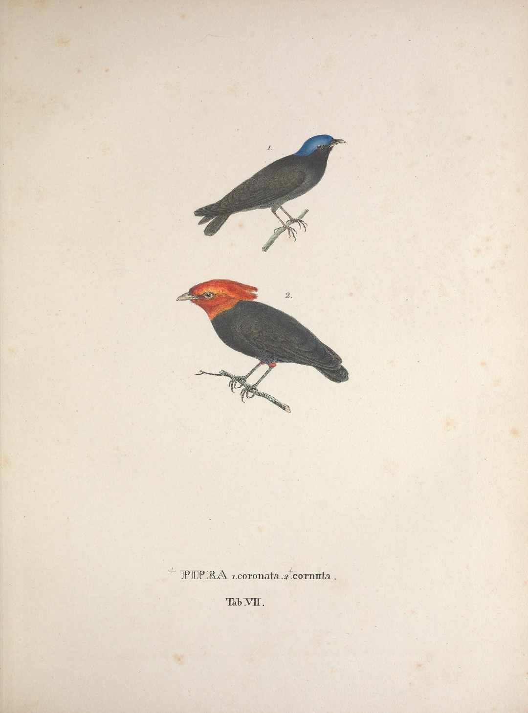 Wire-tailed Manakin