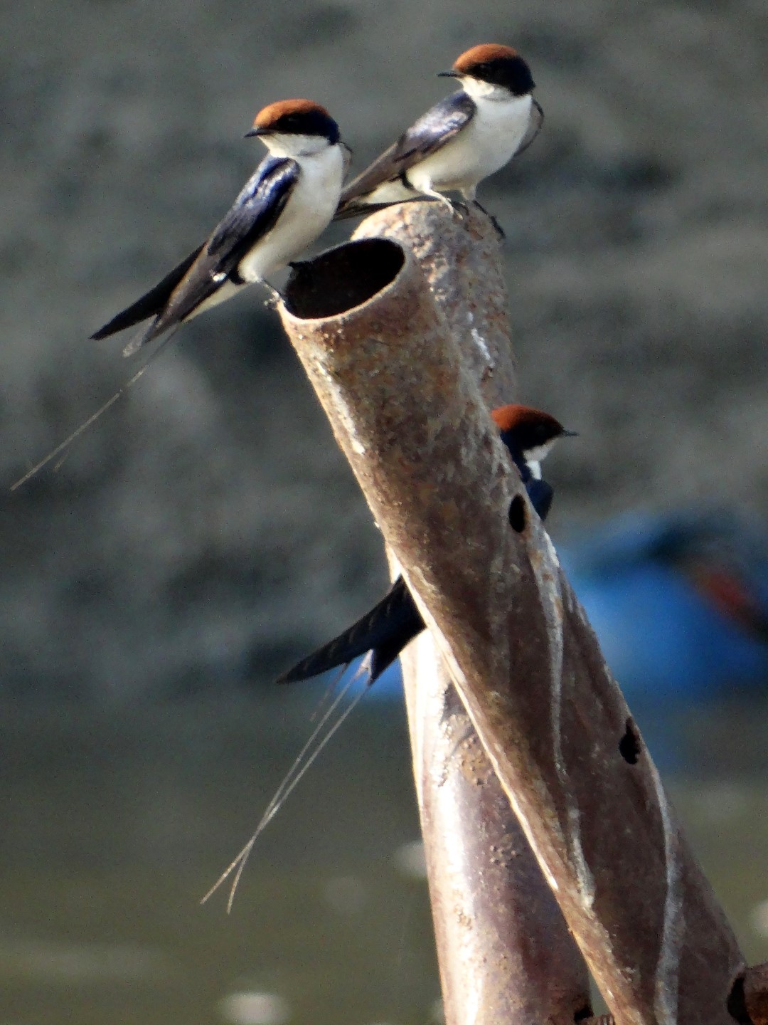 Wire-tailed swallow