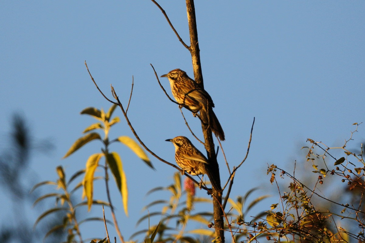 Wood's Partridge