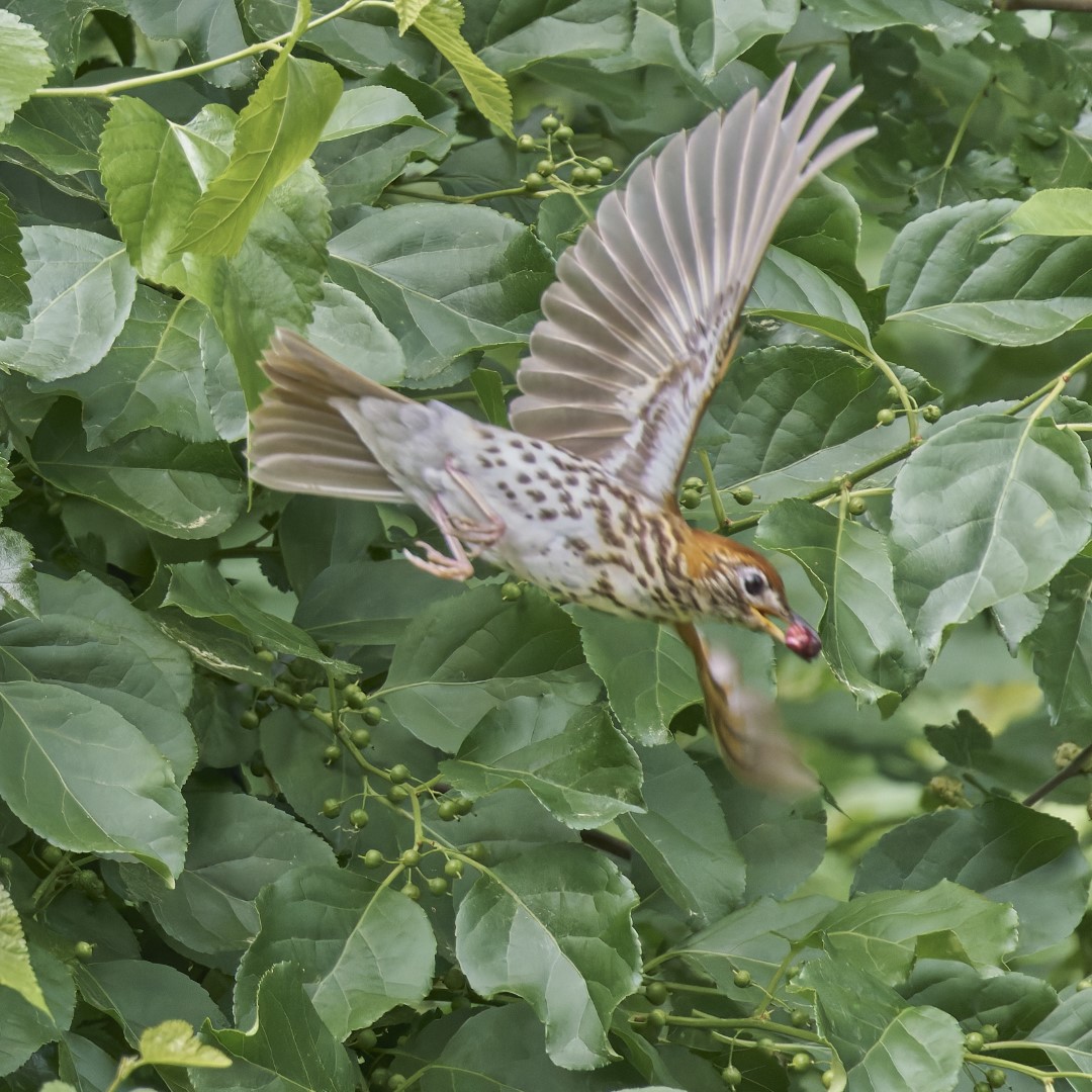 Wood Thrush