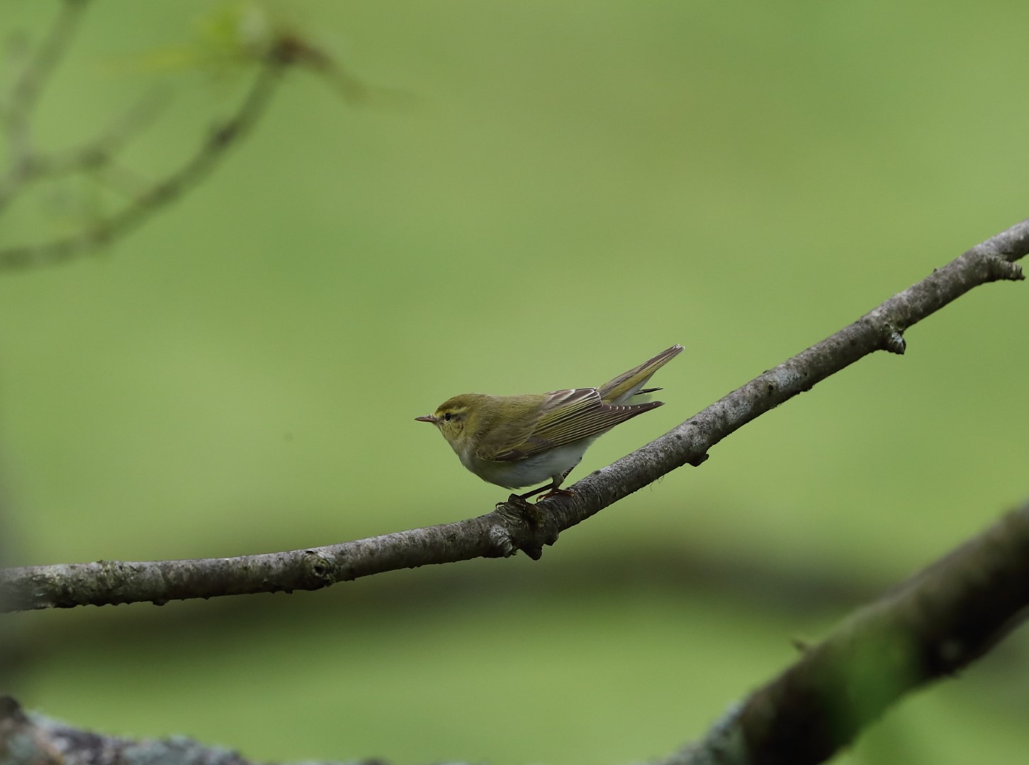 Wood Warbler