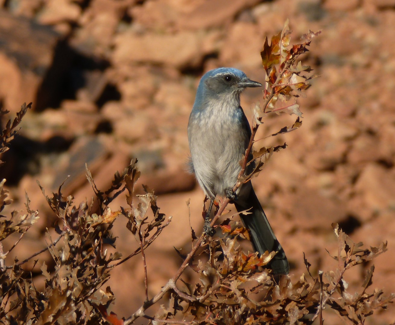 Woodhouse's Scrub Jay