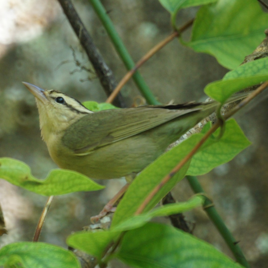 Worm-eating Warbler