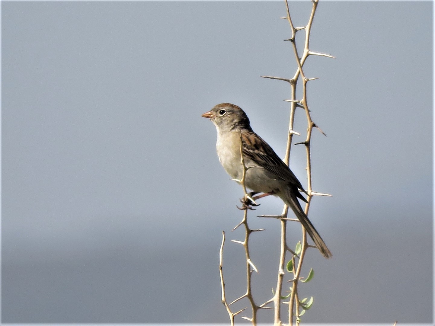 Worthen's Sparrow