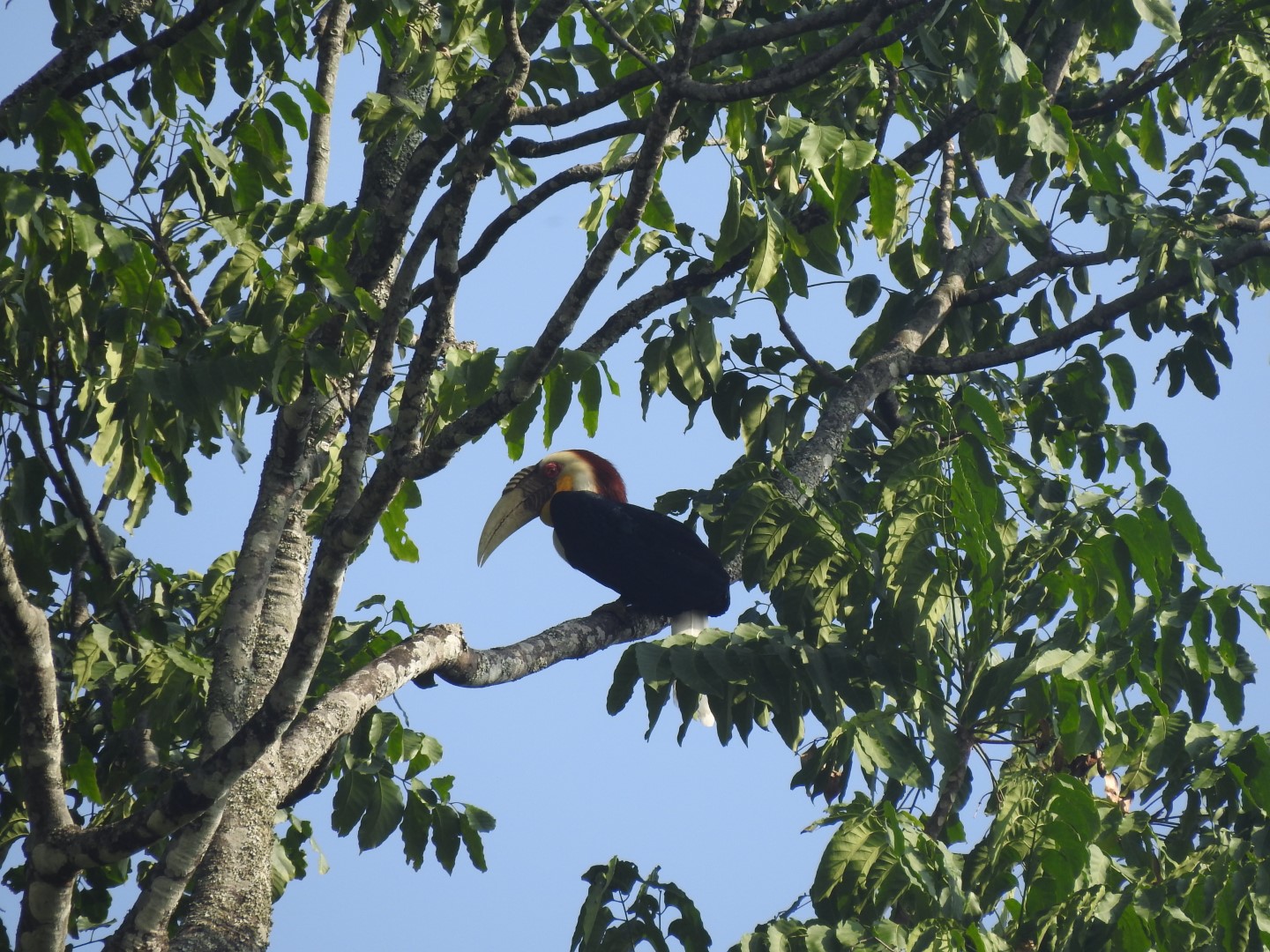 Wreathed Hornbill