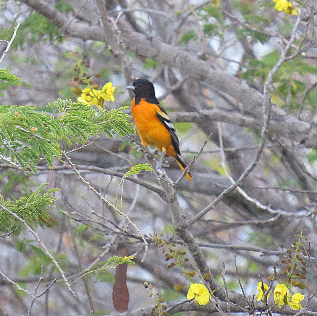 Yellow-backed Oriole