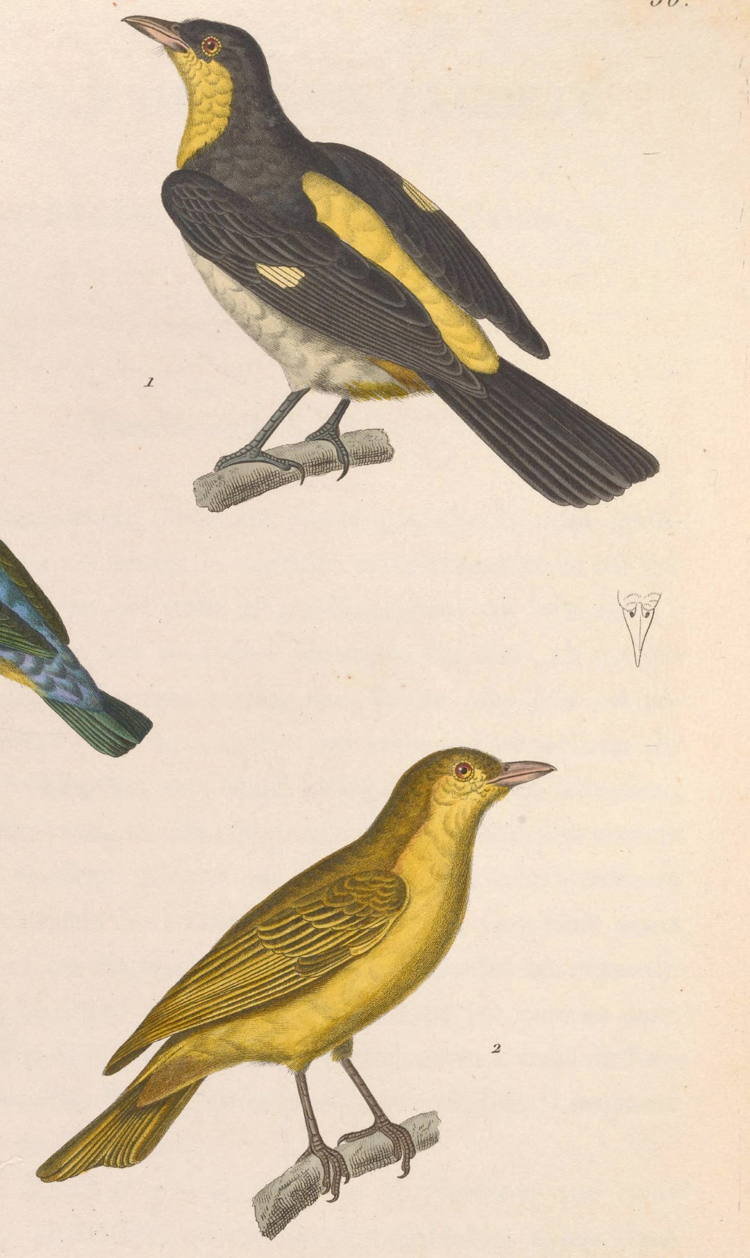 Yellow-backed Tanager