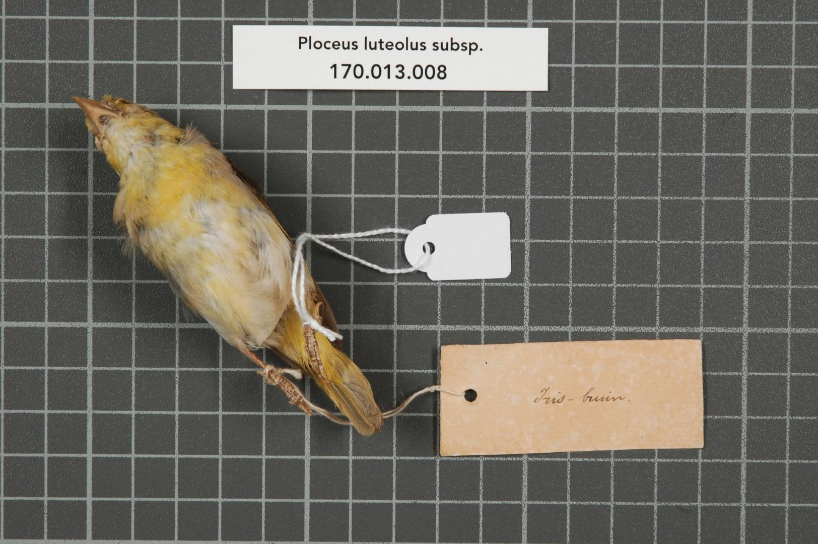 Yellow-backed Weaver