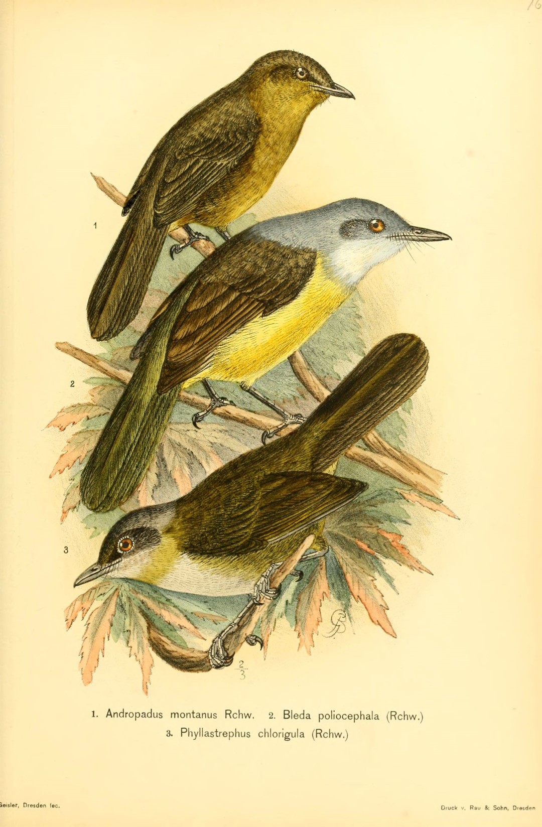 Yellow-bellied Apalis