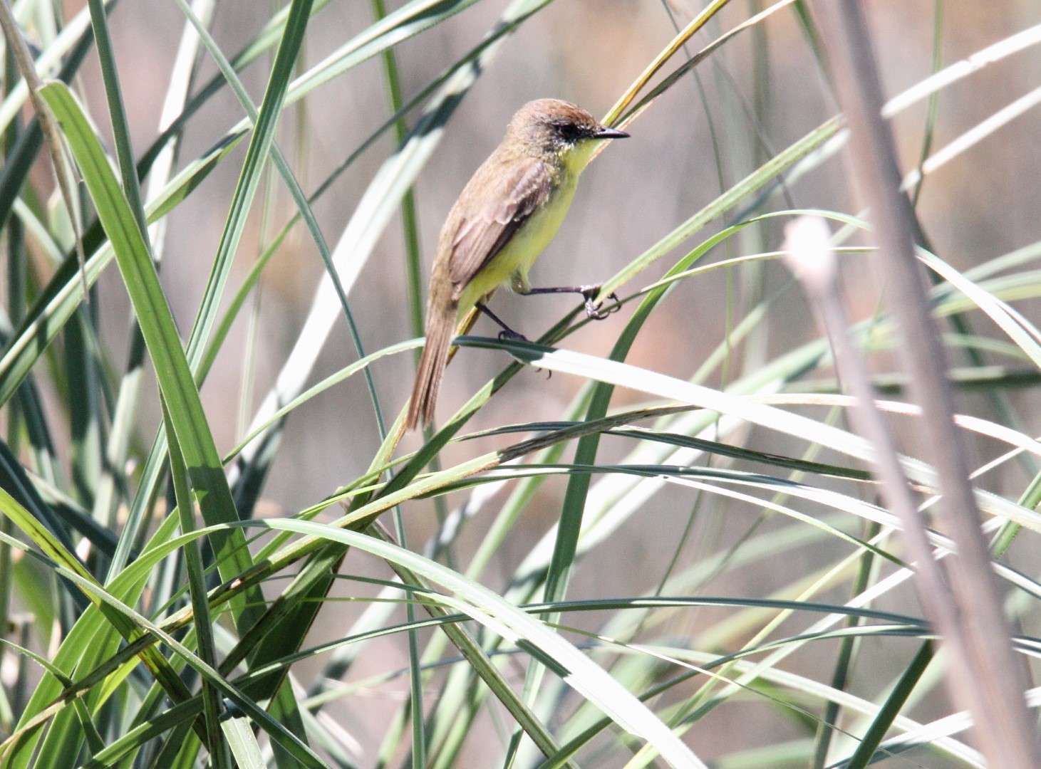 Yellow-bellied Chat-Tyrant