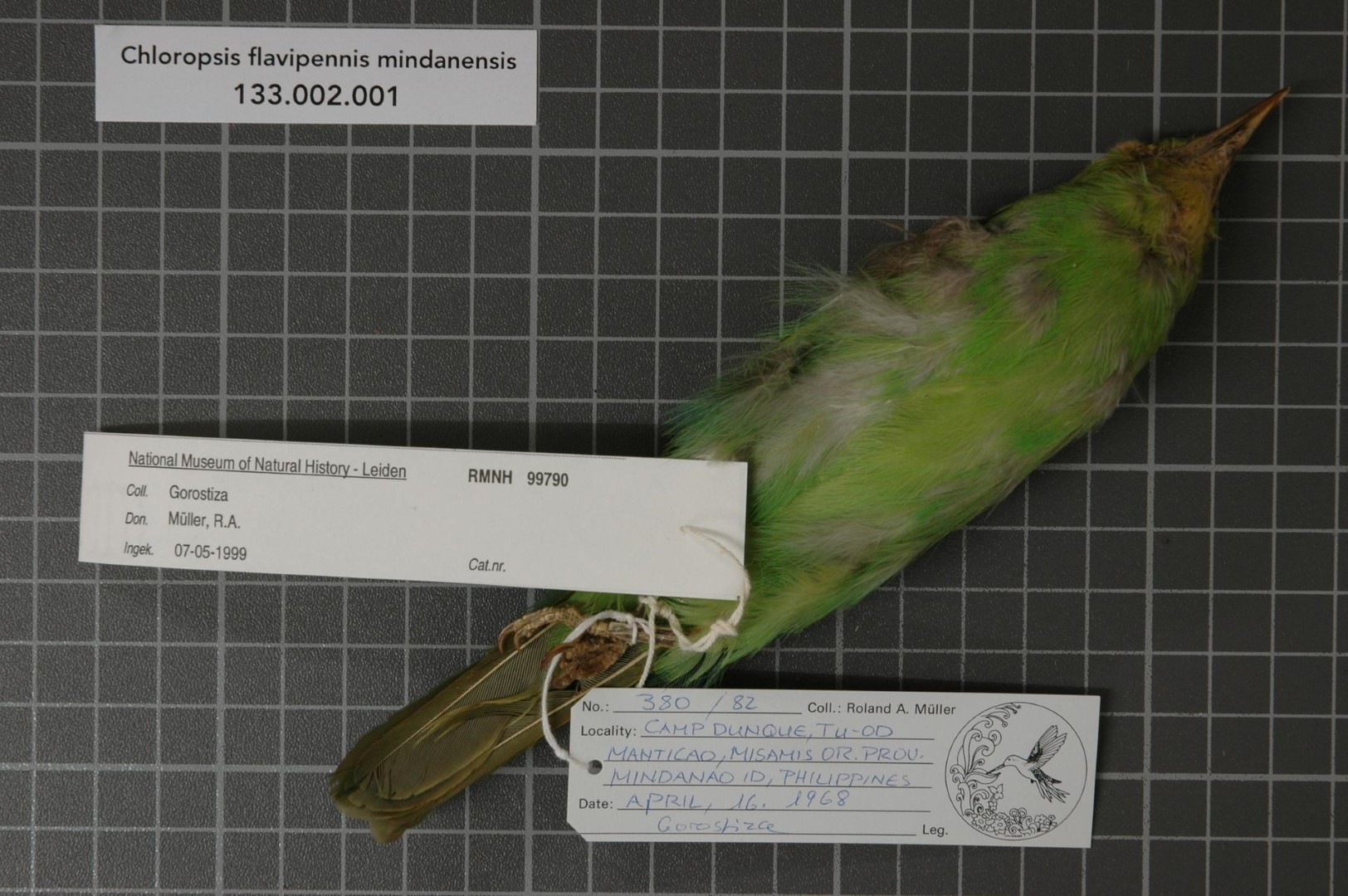 Yellow-bellied Chloropsis