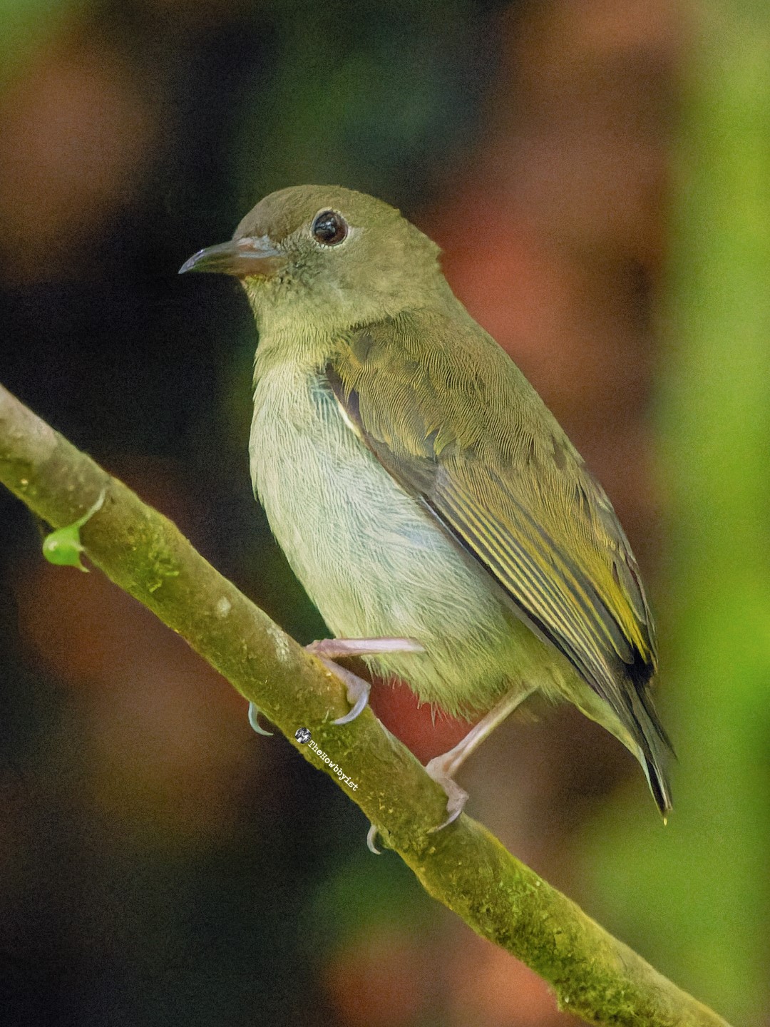 Yellow-bellied Flowerpecker
