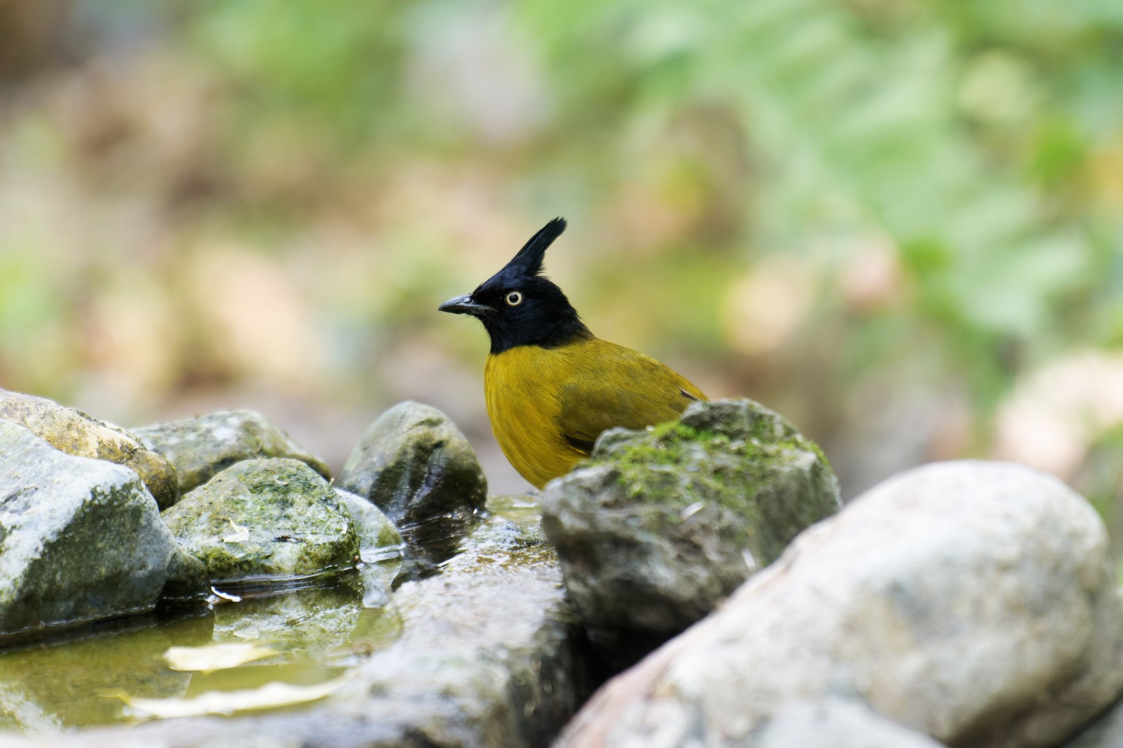 Yellow-bellied Flowerpecker