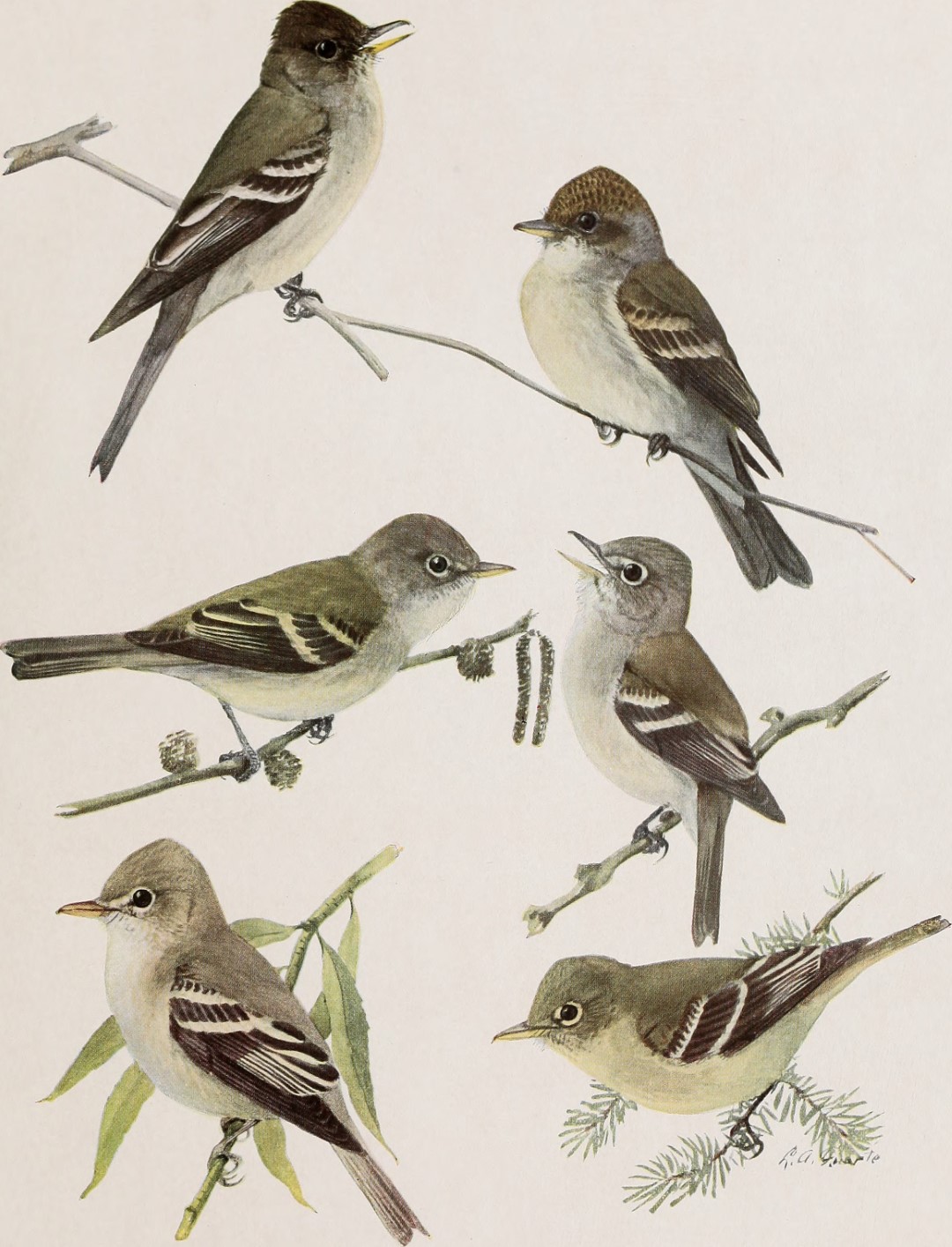 Yellow-bellied Flycatcher