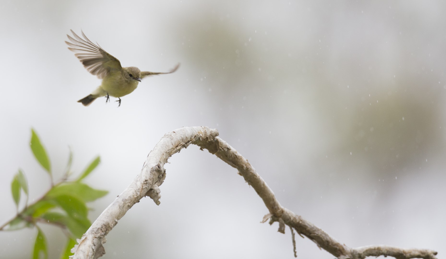 Yellow-bellied Flyrobin