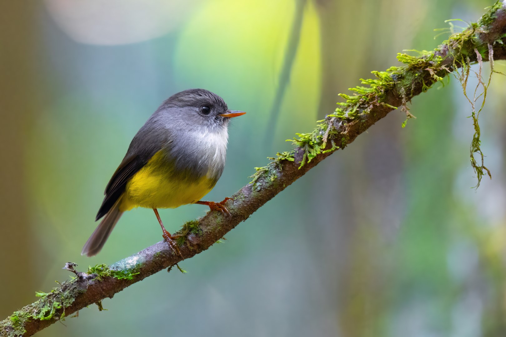 Yellow-bellied Flyrobin
