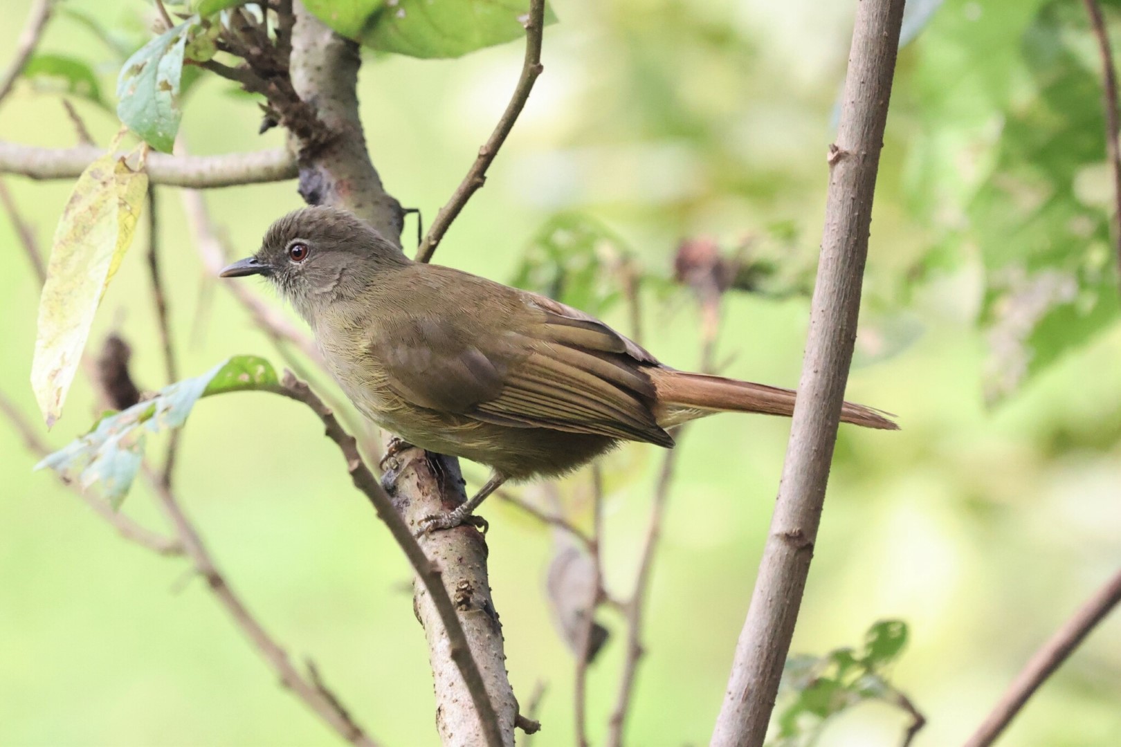 Yellow-bellied Greenbul