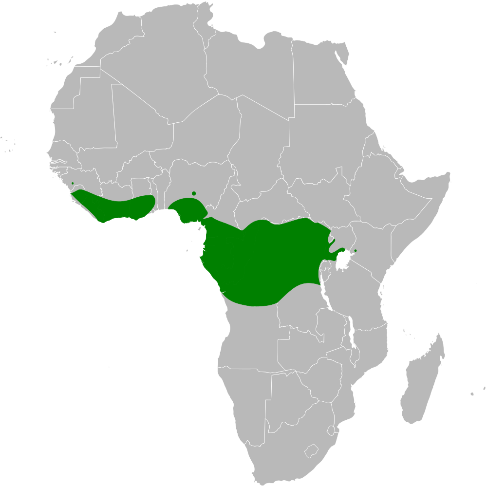 Yellow-bellied Greenbul