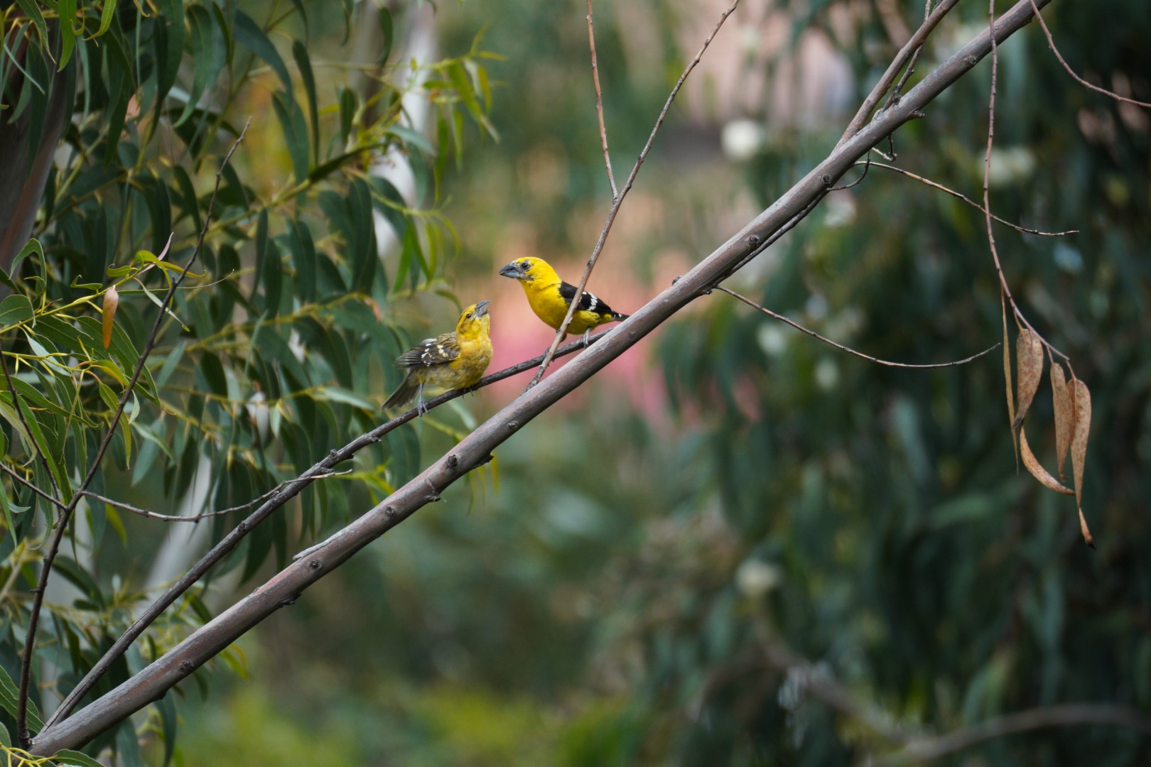 Yellow-bellied Grosbeak