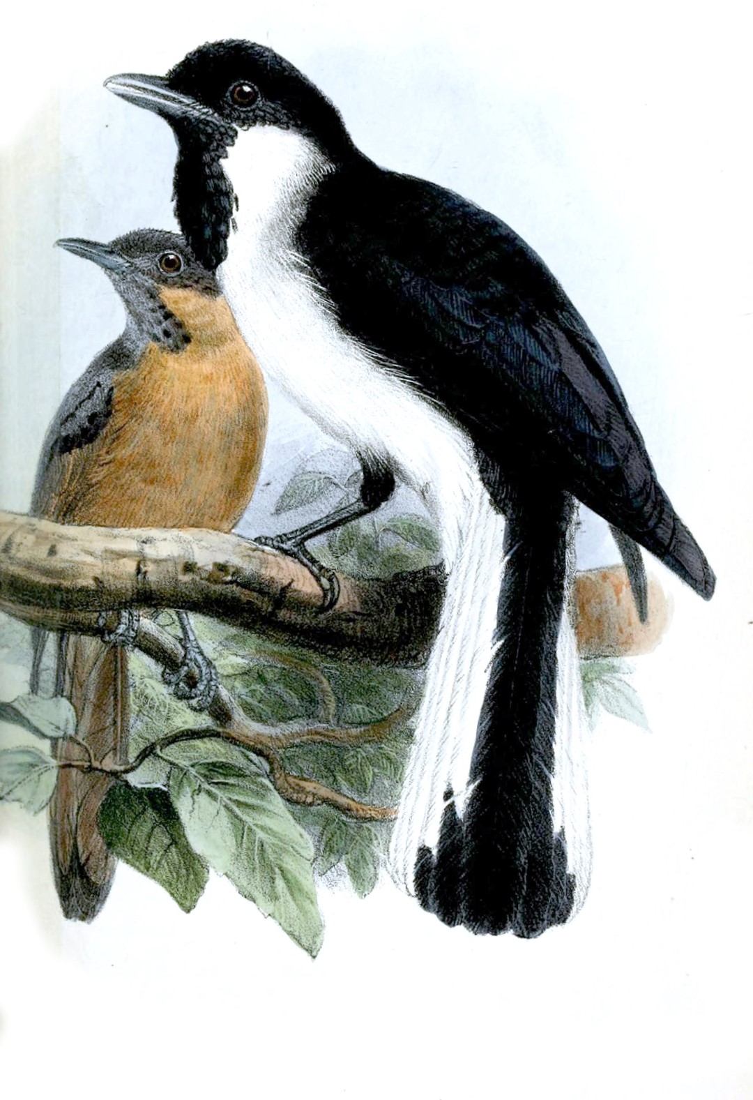 Yellow-bellied Longbill