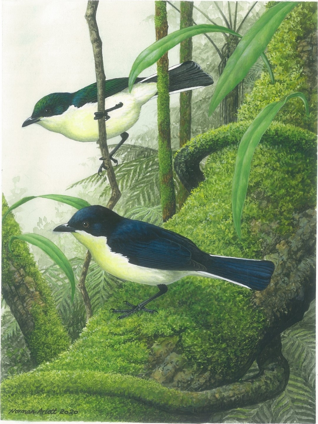 Yellow-bellied Melanocharis