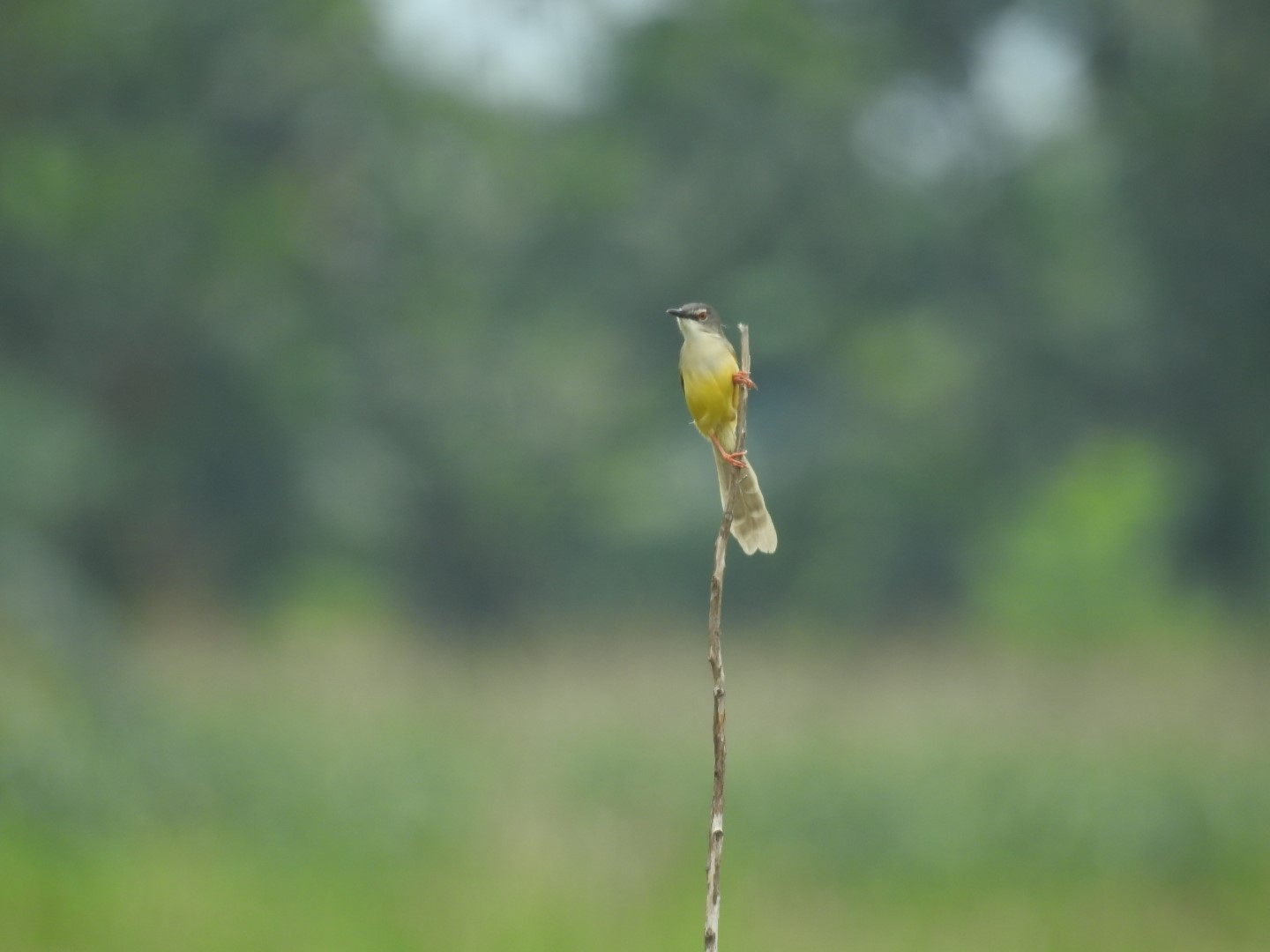 Yellow-bellied Prinia