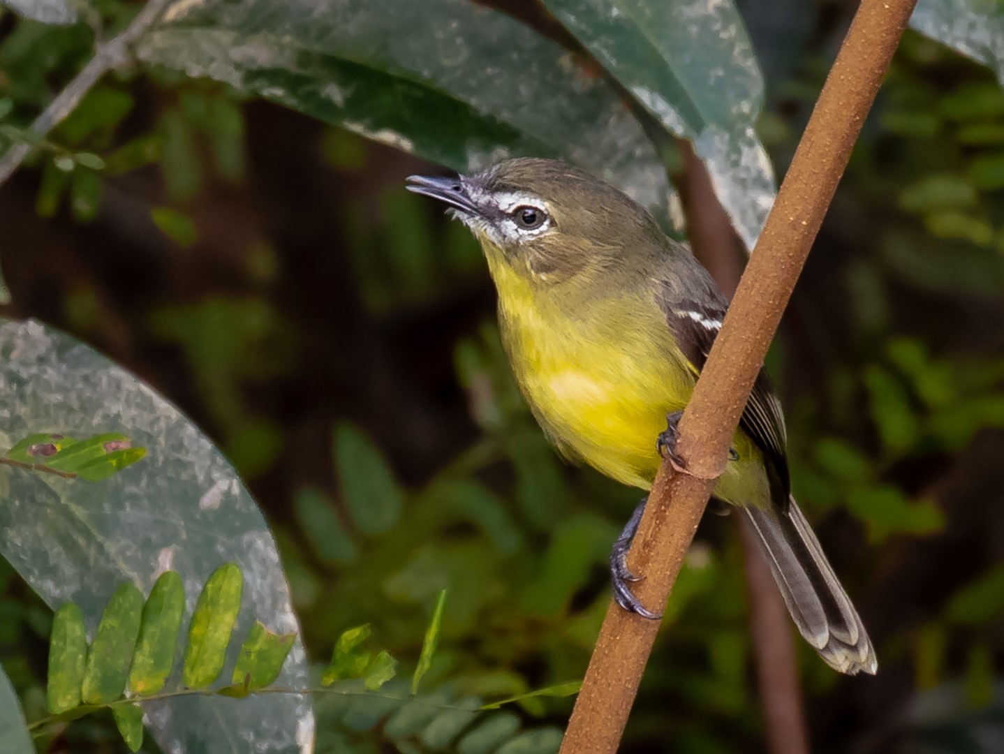 Yellow-bellied Pygmy Tyrant
