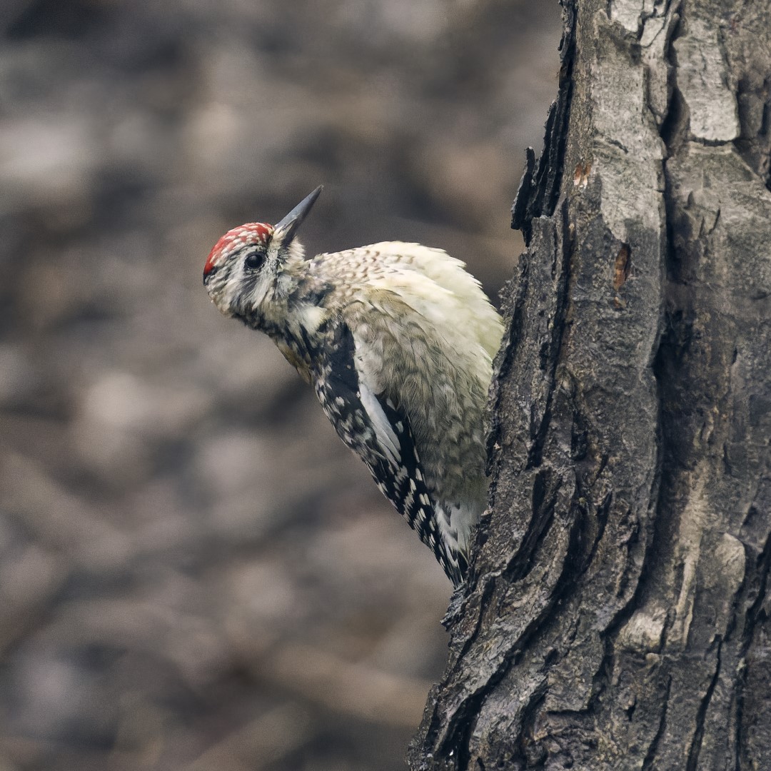 Yellow-bellied Sapsucker