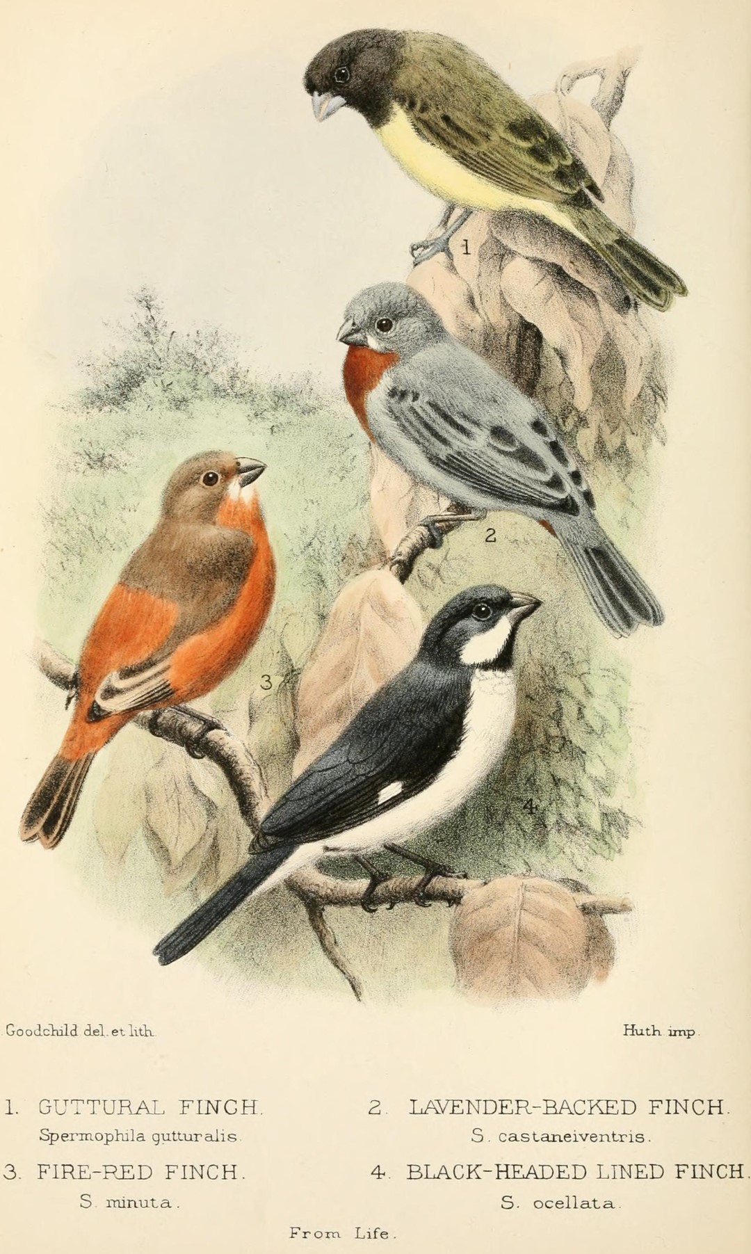 Yellow-bellied Seedeater