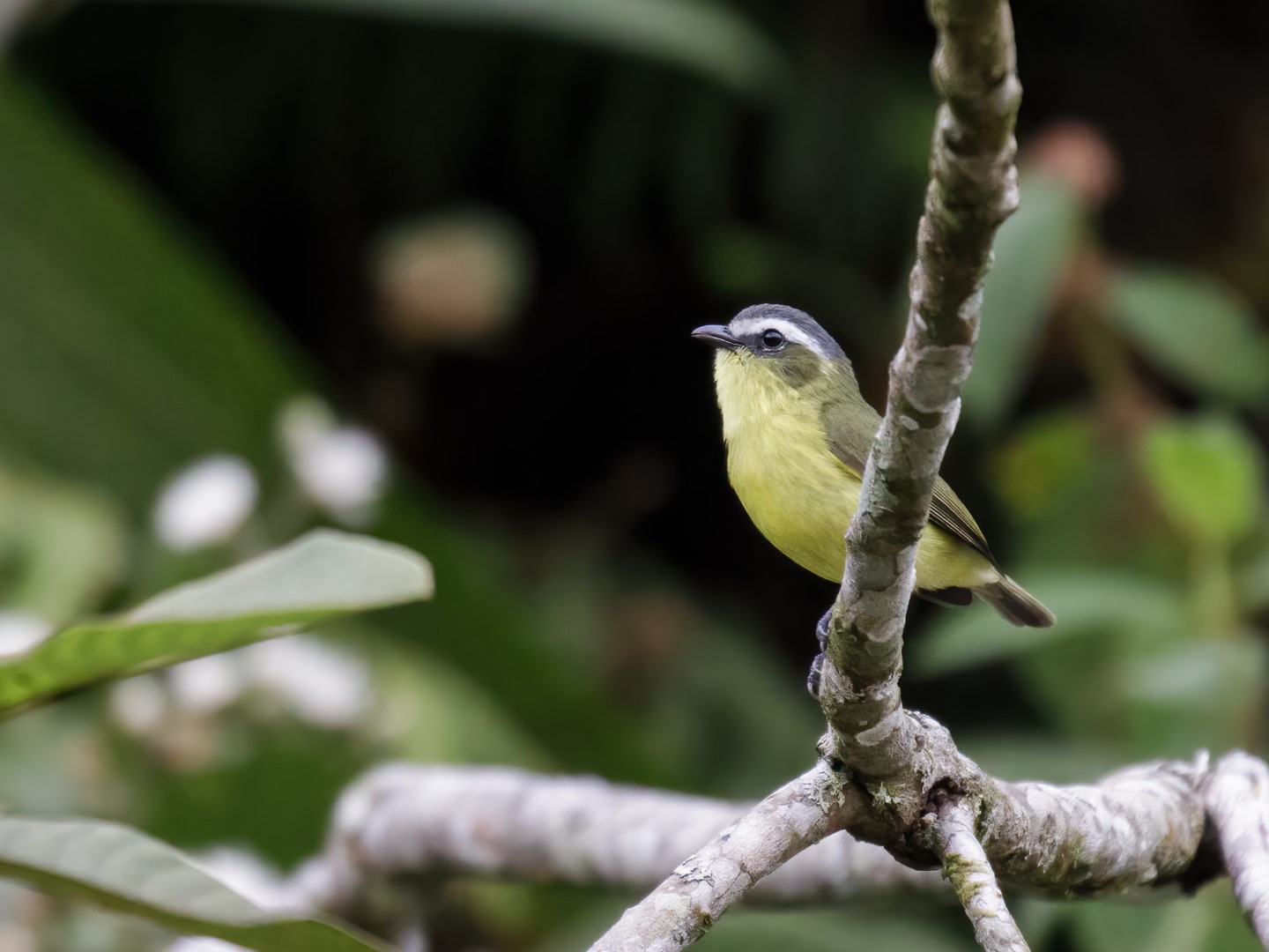 Yellow-bellied Tyrannulet