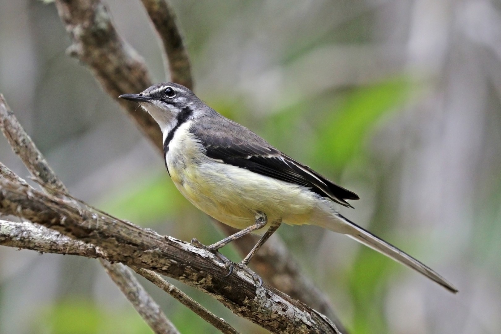 Yellow-bellied Wagtail