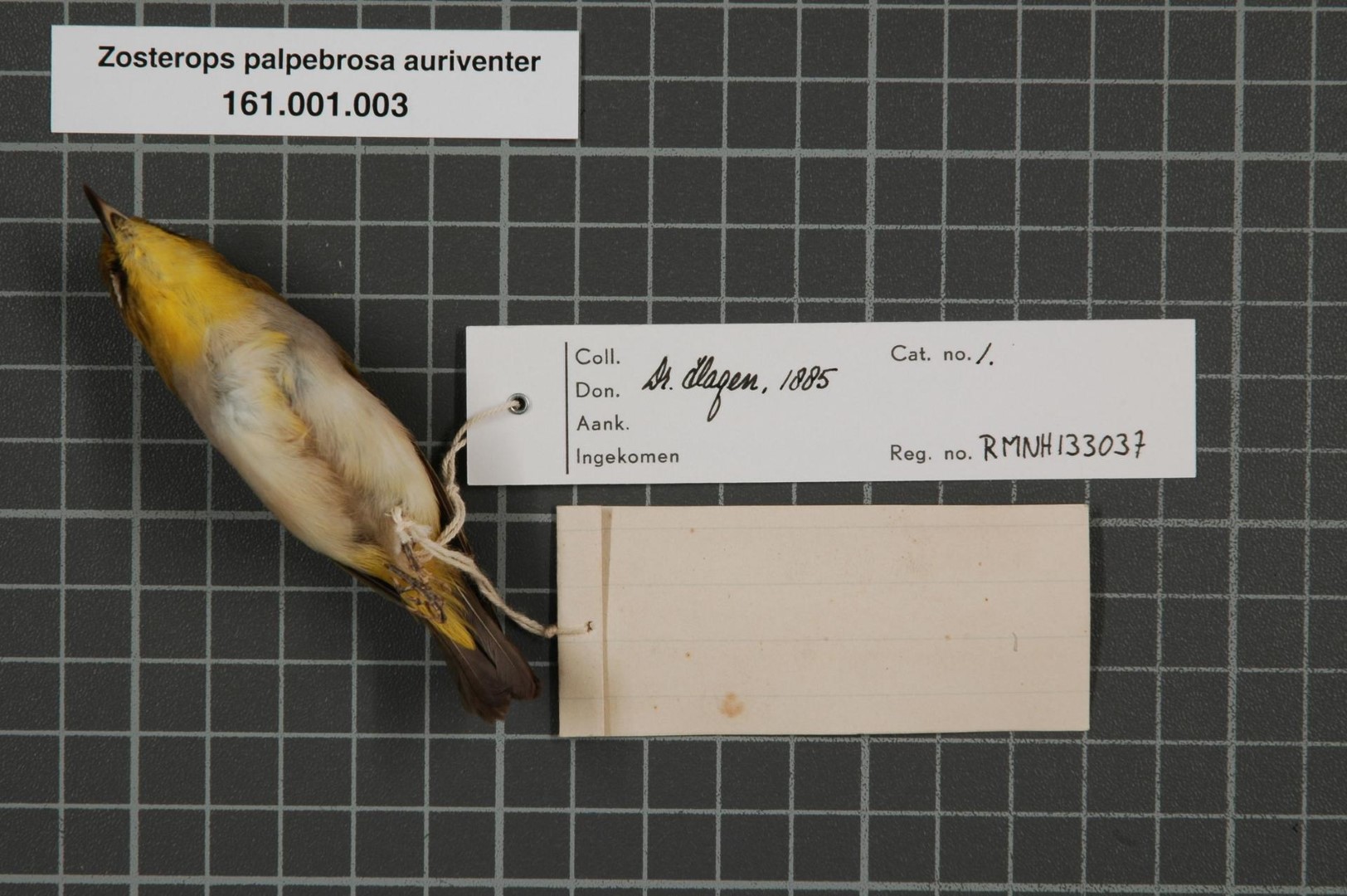 Yellow-bellied White-eye