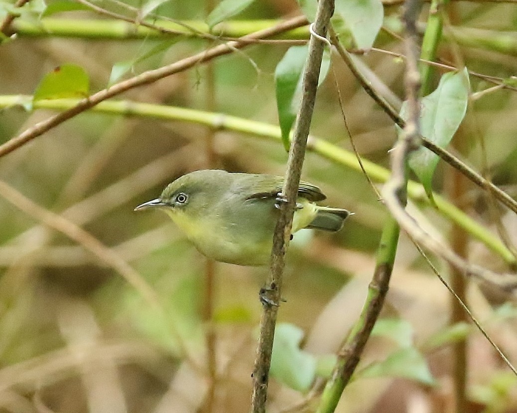 Yellow-bellied White-eye