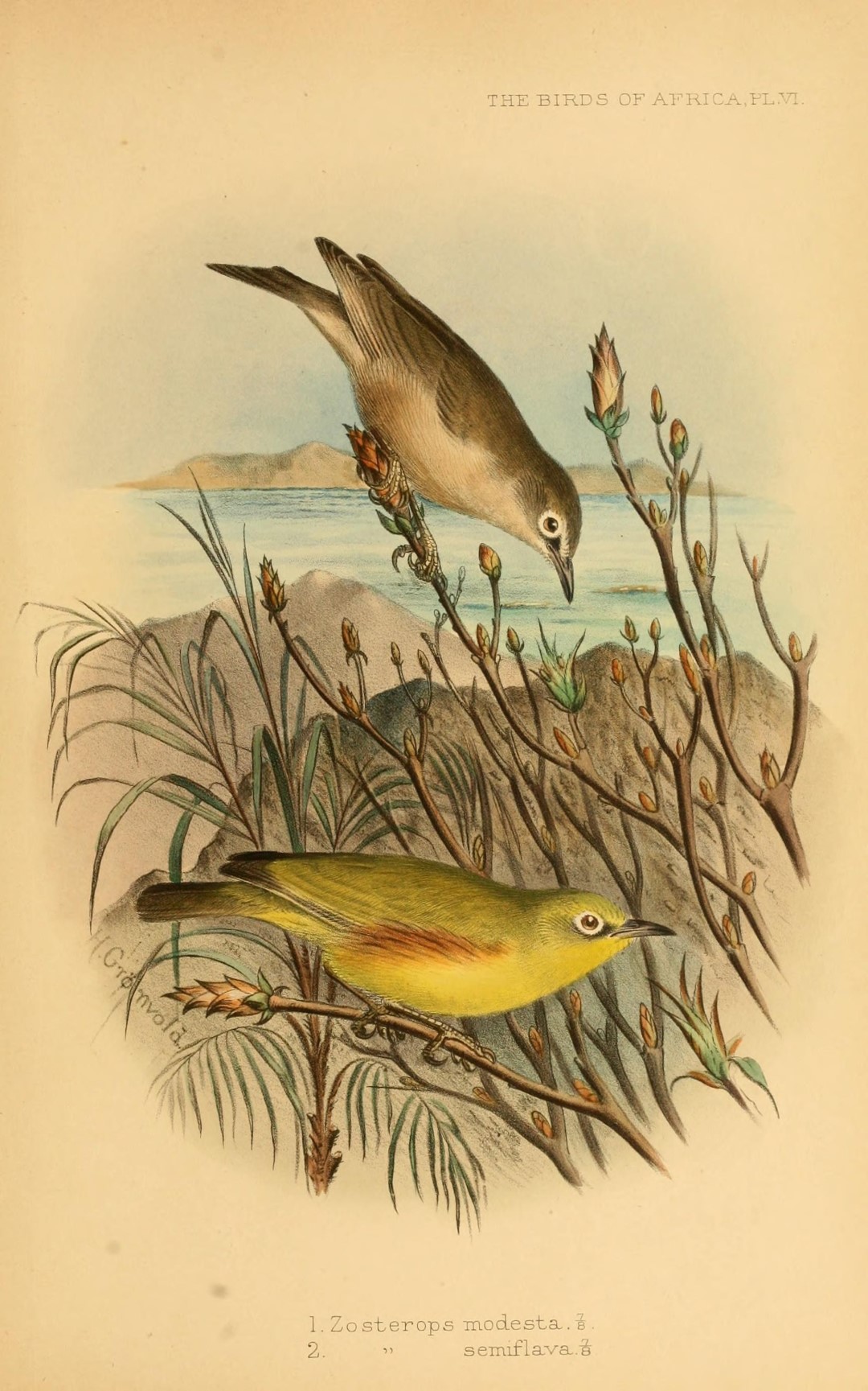 Yellow-bellied White-eye