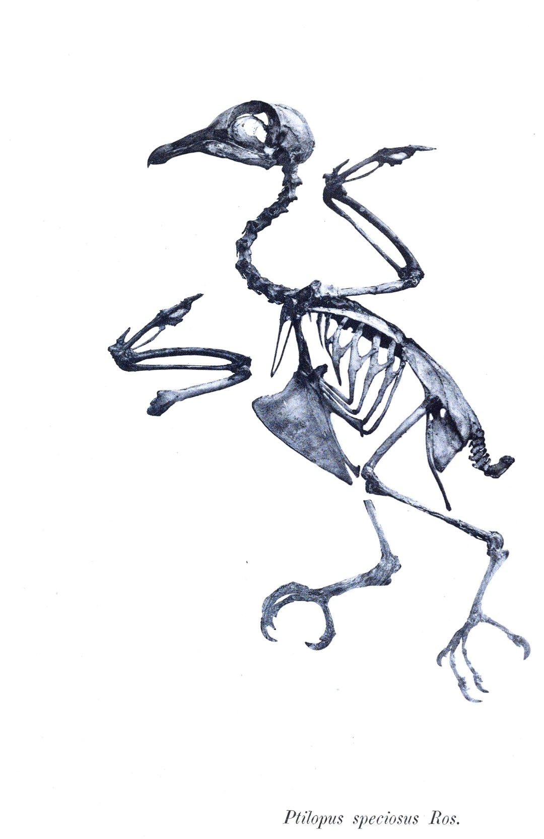 Yellow-bibbed Fruit Dove