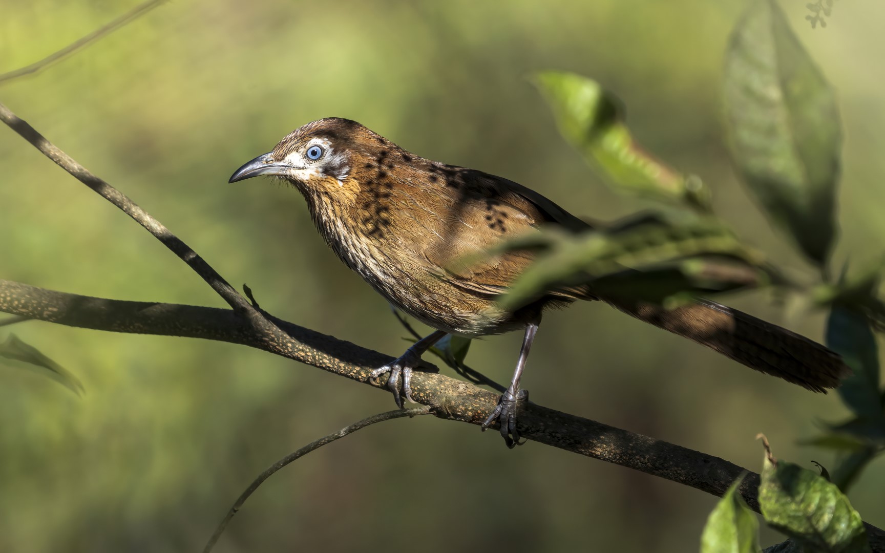 Yellow-billed babbler