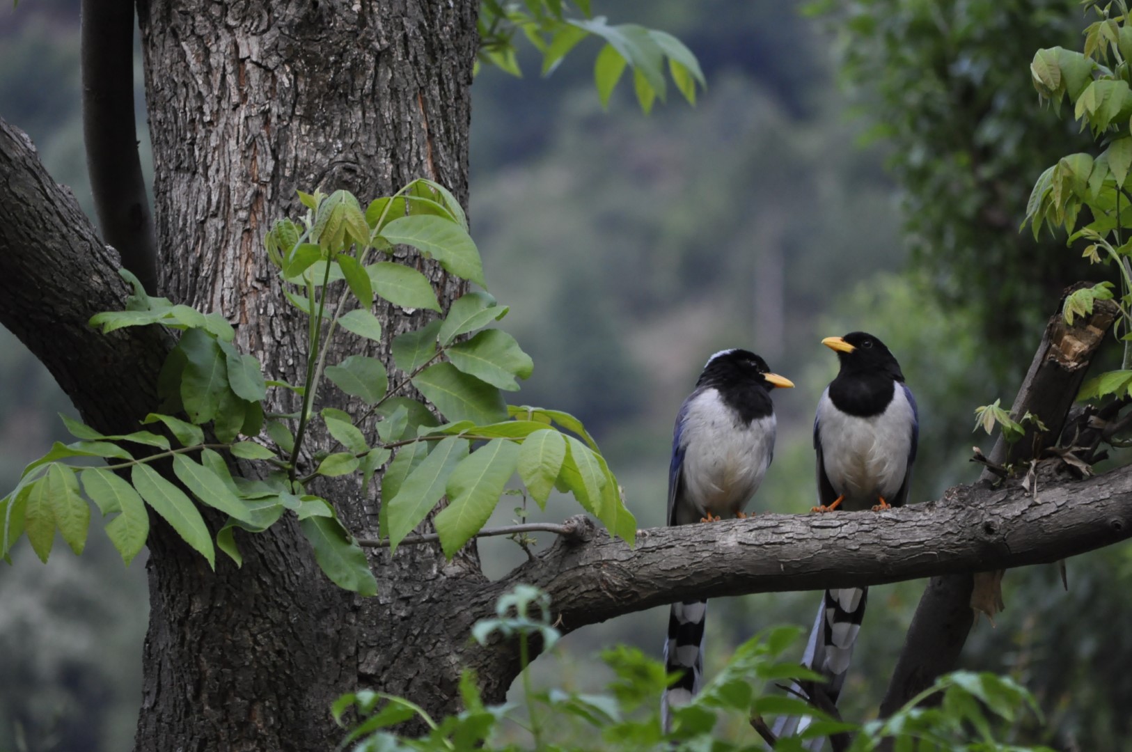 Yellow-billed Blue Magpie