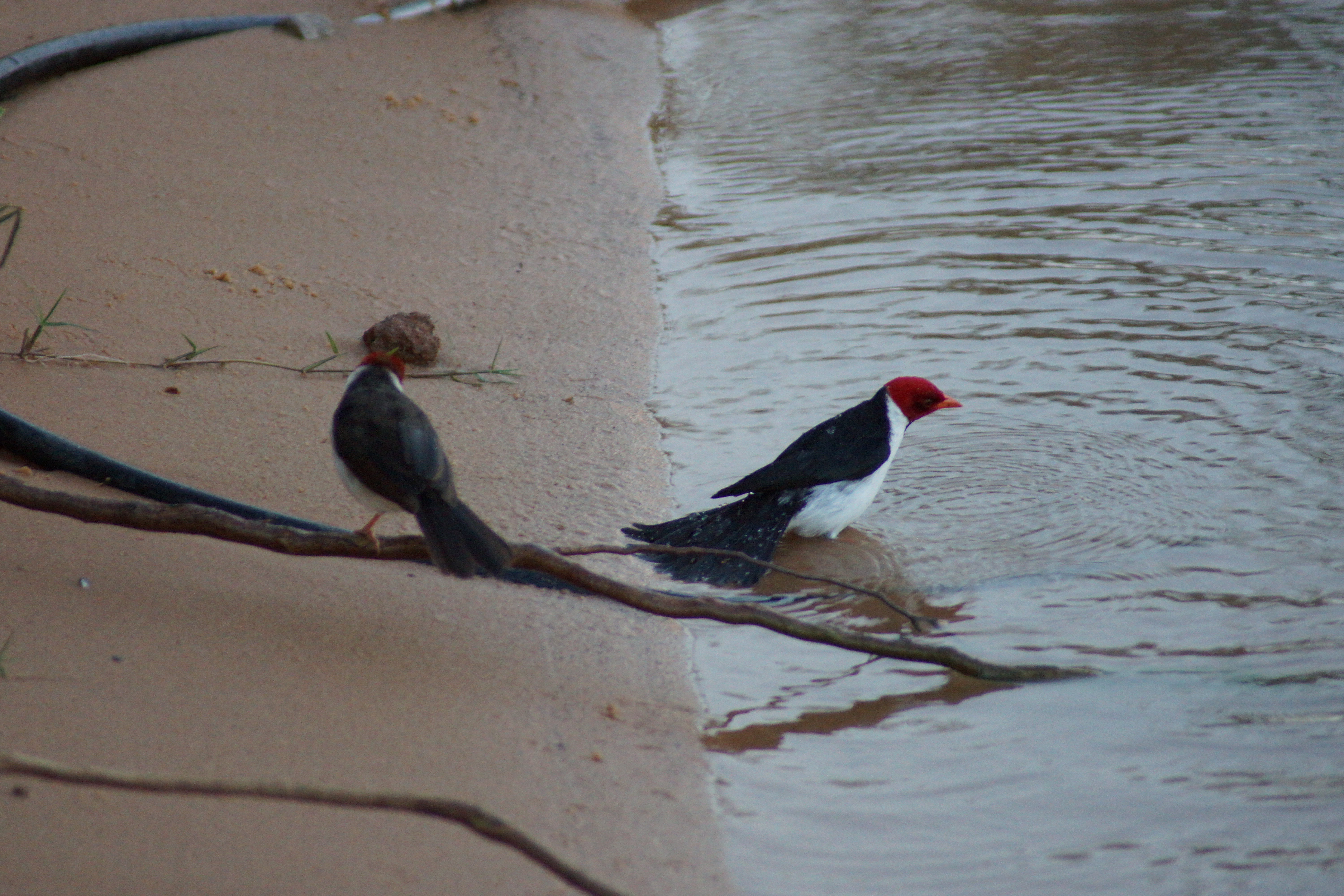 Yellow-billed Cardinal