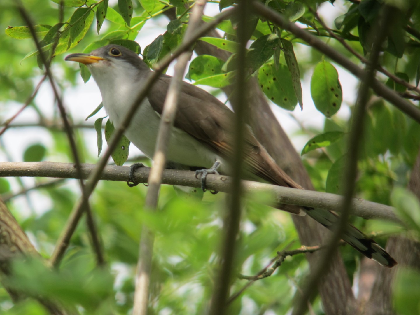 Yellow-billed Cuckoo