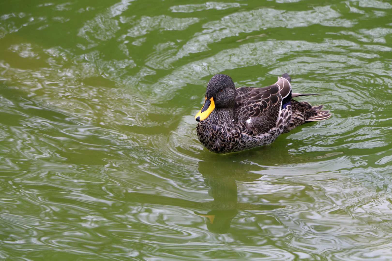 Yellow-billed Duck