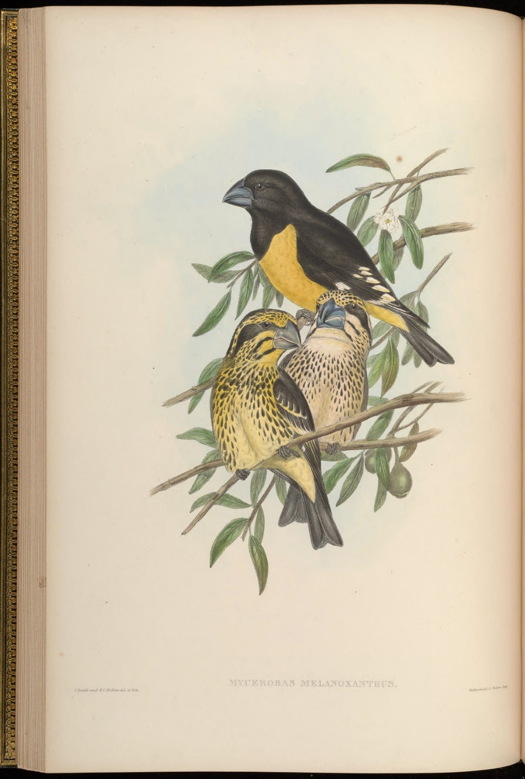 Yellow-billed Grosbeak