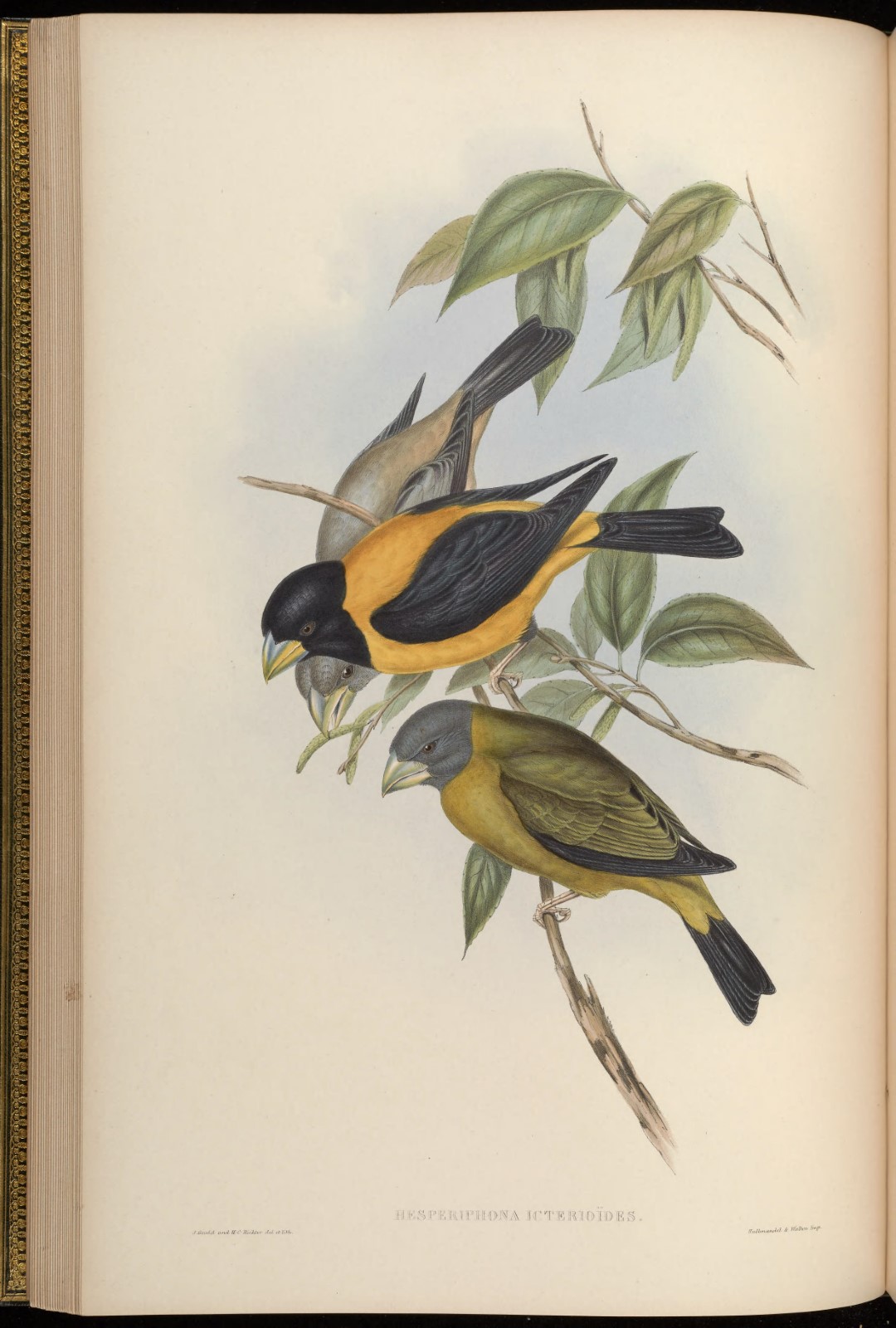 Yellow-billed Grosbeak