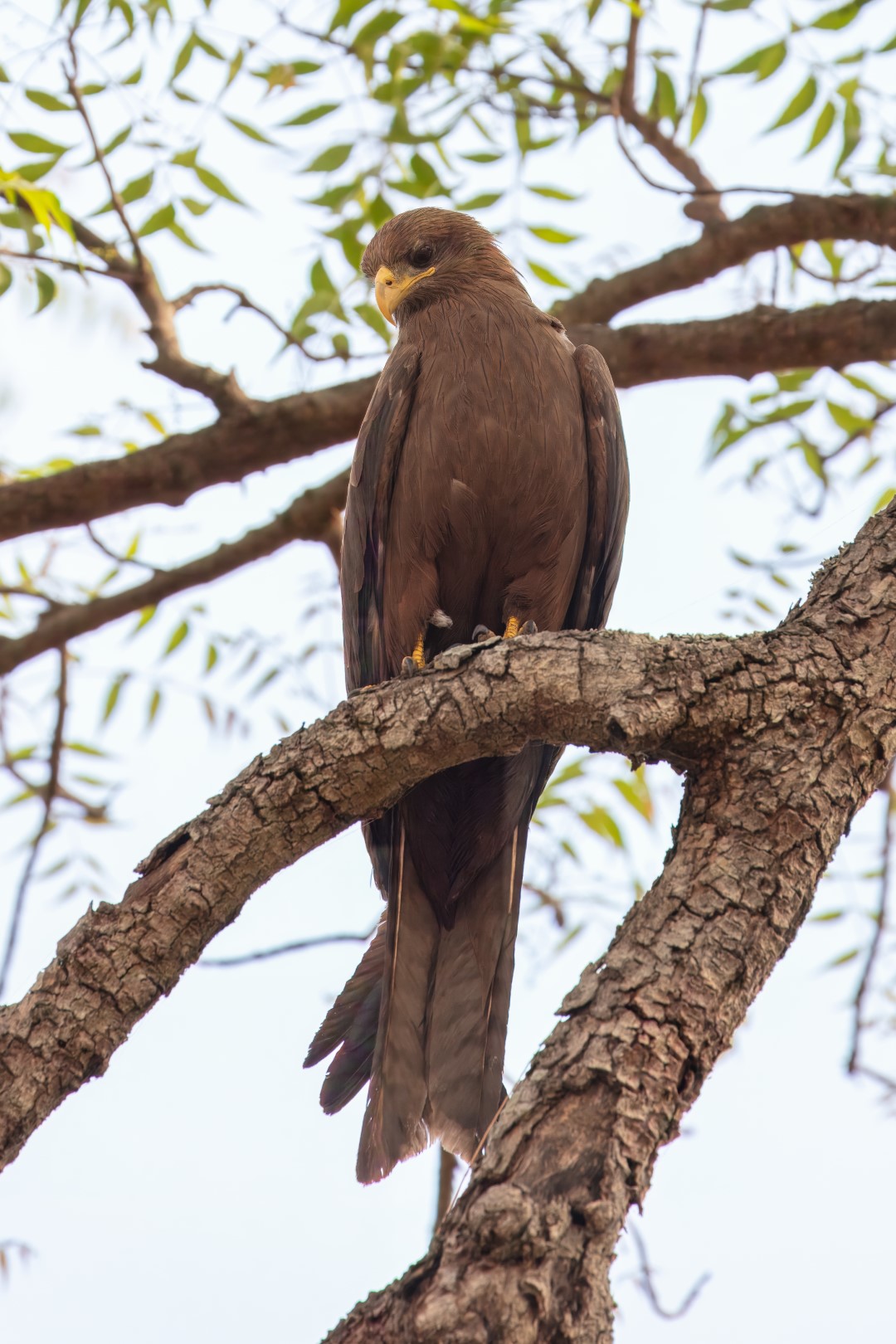 Yellow-billed Kite