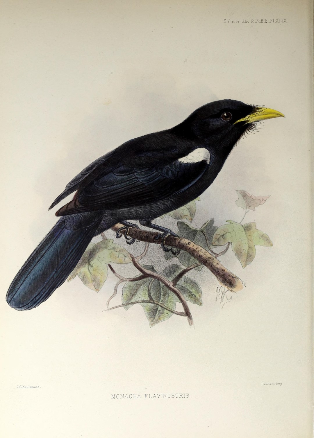 Yellow-billed Nunbird