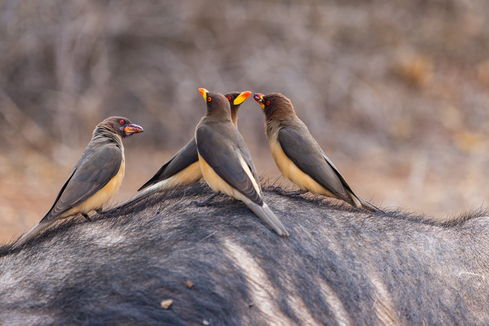 Yellow-billed Oxpecker