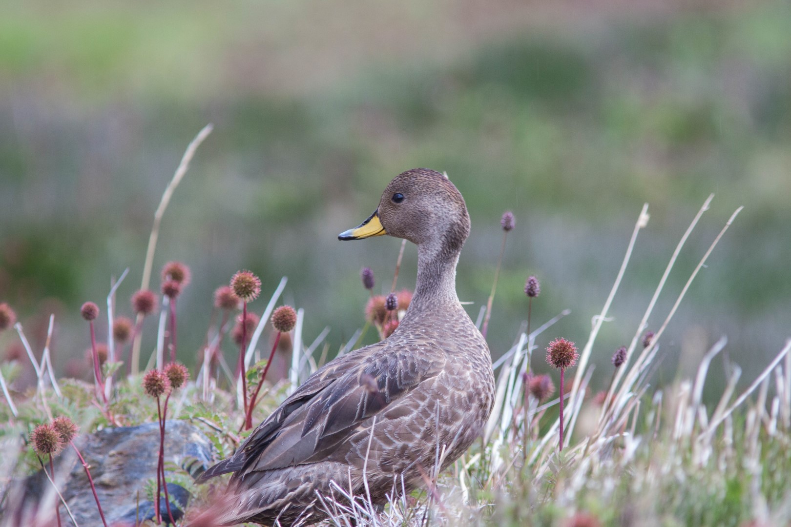 Yellow-billed pintail