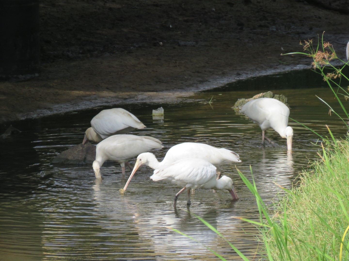 Yellow-billed Spoonbill