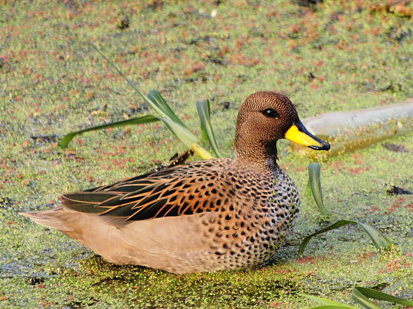 Yellow-billed teal